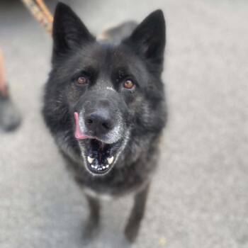Remus Lupin Stray Hold 9/19 -  Mixed Breed Dog for Adoption in Huntington, West Virginia - Remus Lupin Stray Hold 9/19 | PetCurious