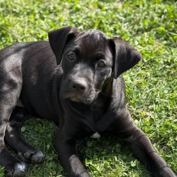 Buckbeak -  Retriever and Mixed Breed Dog for Adoption in Pittsford, Vermont - Buckbeak | PetCurious
