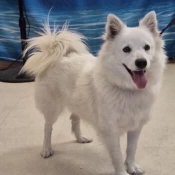 Spitz Dogs Available for Adoption in Alafaya, Florida - Rosita | PetCurious