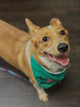 Pembroke Welsh Corgi and Australian Cattle Dog Blue Heeler Dogs Available for Adoption in Roswell, Georgia - Rex | PetCurious
