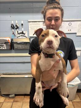 Brooklyn -  Pit Bull Terrier Dog for Adoption in Edison, New Jersey - Brooklyn | PetCurious