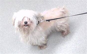 Shih Tzu and Mixed Breed Dogs Available for Adoption in Omaha, Nebraska - FERGIE | PetCurious