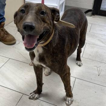 Kim -  Mountain Cur Dog for Adoption in Lufkin, Texas - Kim | PetCurious