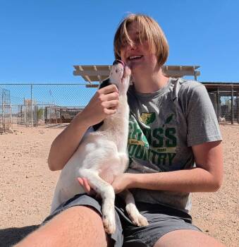 Love -  Australian Shepherd Dog for Adoption in San Tan Valley, Arizona - Love | PetCurious