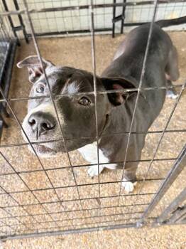 Pit Bull Terrier Dogs Available for Adoption in Mobile, Alabama - Chalupa | PetCurious