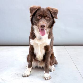 Rio -  Collie Dog for Adoption in Palm Springs, California - Rio | PetCurious