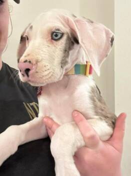 Great Dane Dogs Available for Adoption in Mesa, Arizona - Crema | PetCurious