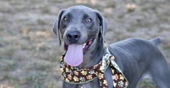 Rescue Weimaraner Dogs for Adoption in Guntersville, Alabama - Beau | PetCurious