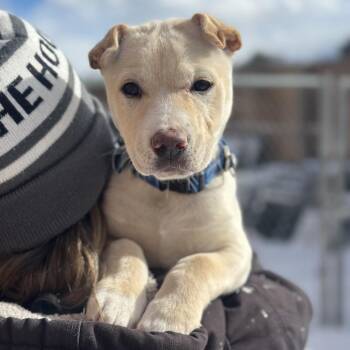 Mixed Breed Dogs Available for Adoption - Bodhi | PetCurious