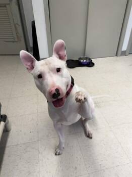 Bull Terrier Dogs Available for Adoption in Boston, Massachusetts - CHICO | PetCurious