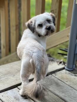 Banjo -  Shih Tzu Dog for Adoption in Richardson, Texas - Banjo | PetCurious