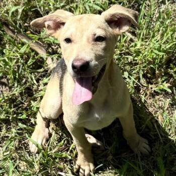 Jack -  Hound and Mixed Breed Dog for Adoption in Bend, Oregon - Jack | PetCurious