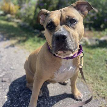 Willda -  Pit Bull Terrier and Bullmastiff Dog for Adoption in Sarasota, Florida - Willda | PetCurious