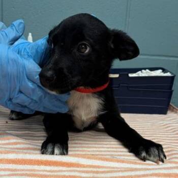 Sonny -  Cattle Dog and Mixed Breed Dog for Adoption in Kansas City, Missouri - Sonny | PetCurious