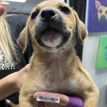 Mixed Breed Dogs Available for Adoption in Savannah, Georgia - Cassidy Puppy 7 | PetCurious