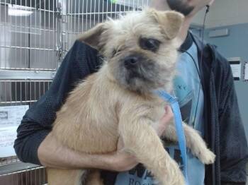 BOOP -  Pug and Mixed Breed Dog for Adoption in Salinas, California - BOOP | PetCurious