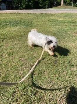 Heidi -  Terrier Dog for Adoption in Silver Spring, Maryland - Heidi | PetCurious
