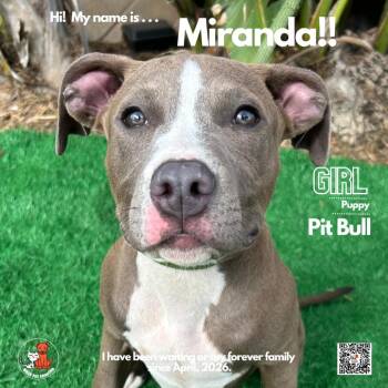 Miranda -  Pit Bull Terrier Dog for Adoption in Westminster, California - Miranda | PetCurious
