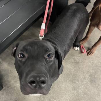 Yo Yo -  Cane Corso and Mixed Breed Dog for Adoption in Tampa, Florida - Yo Yo | PetCurious
