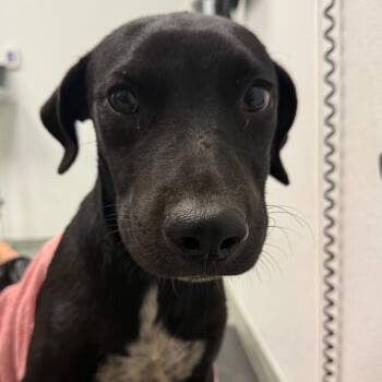 Lloyd -  Pit Bull Terrier Dog for Adoption in Abilene, Texas - Lloyd | PetCurious