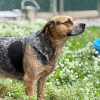 Nuggy -  Beagle and Mixed Breed Dog for Adoption in Erie, Pennsylvania - Nuggy | PetCurious