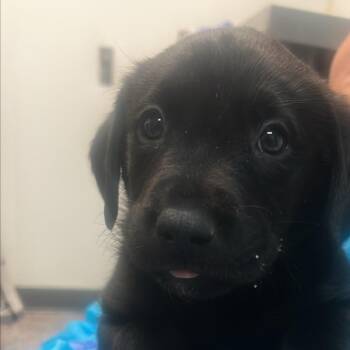 Black Labrador Retriever Dogs Available for Adoption - Donatello | PetCurious