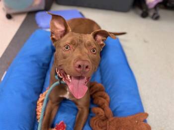 Pit Bull Terrier and Mixed Breed Dogs Available for Adoption in Santa Rosa, California - SCOUT | PetCurious