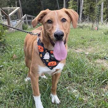 Rescue Hound and Great Pyrenees Dogs for Adoption in Pleasure Rdge, Kentucky - Benny | PetCurious