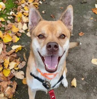 Rescue Siberian Husky Dogs for Adoption in Troutdale, Oregon - Thornton | PetCurious