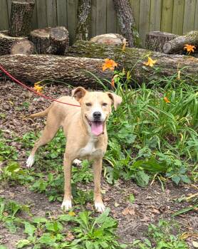 American Staffordshire Terrier Dogs Available for Adoption in Bauxite, Arkansas - Humphrey | PetCurious