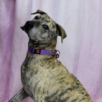 Kiko -  Mixed Breed Dog for Adoption in Defuniak Springs, Florida - Kiko | PetCurious