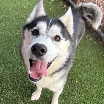 Husky Dogs Available for Adoption in Eatontown, New Jersey - Duncan | PetCurious