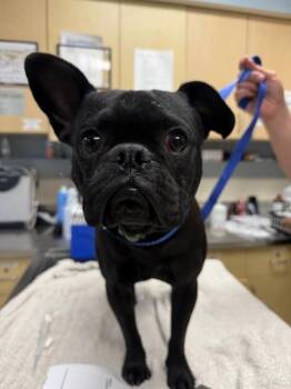PETEY -  French Bulldog and Mixed Breed Dog for Adoption in Riverside, California - PETEY | PetCurious