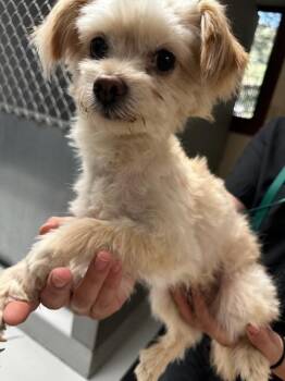 P-Nut -  Poodle Dog for Adoption in Kellogg, Idaho - P-Nut | PetCurious