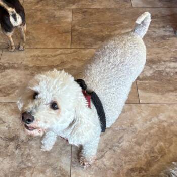 Teddy -  Poodle Dog for Adoption in Tunkhannock, Pennsylvania - Teddy | PetCurious