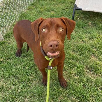 Kylo -  Mixed Breed Dog for Adoption in Warren, Ohio - Kylo | PetCurious
