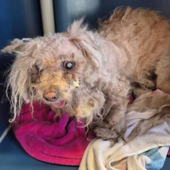 Bob -  Miniature Poodle Dog for Adoption in Yuma, Arizona - Bob | PetCurious