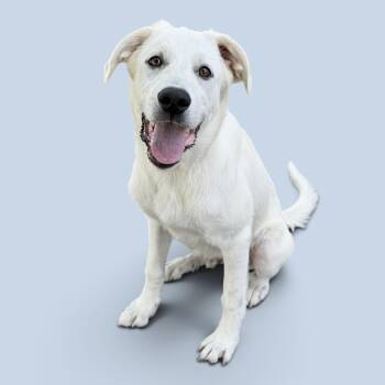Oscar -  Great Pyrenees Dog for Adoption in Colleyville, Texas - Oscar | PetCurious
