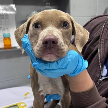 Wybie -  Mixed Breed Dog for Adoption in Summerville, South Carolina - Wybie | PetCurious