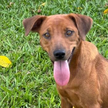 Isabella -  Mixed Breed Dog for Adoption in Conway, New Hampshire - Isabella | PetCurious