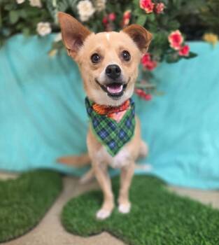 Rescue Terrier and Chihuahua Dogs for Adoption in Lemoore, California - Arnold | PetCurious