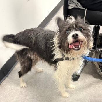 Mixed Breed Dogs Available for Adoption in Philadelphia, Pennsylvania - King Oreo | PetCurious