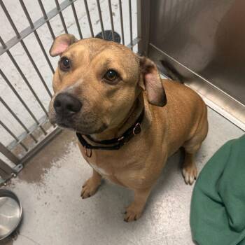 Zeus -  Mixed Breed Dog for Adoption in Davenport, Iowa - Zeus | PetCurious