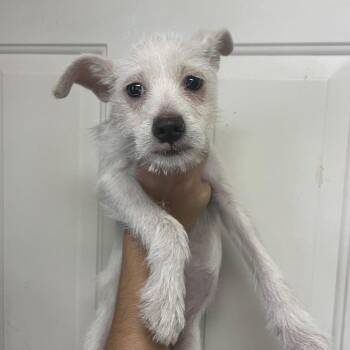 Gaby -  Terrier Dog for Adoption in Columbia, South Carolina - Gaby | PetCurious