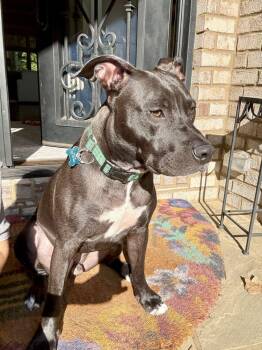 Rescue Pit Bull Terrier Dogs for Adoption in Roswell, Georgia - Butler | PetCurious