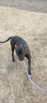 Black Labrador Retriever Dogs Available for Adoption in Vaudreuil-dorion, Quebec - Didoot | PetCurious