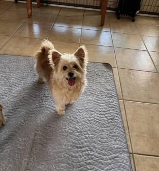 Cairn Terrier and Yorkshire Terrier Dogs Available for Adoption in Orange, California - Stu | PetCurious
