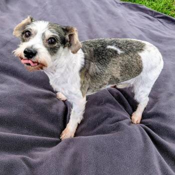Terrier and Mixed Breed Dogs Available for Adoption in Houston, Texas - Roxy Grace | PetCurious