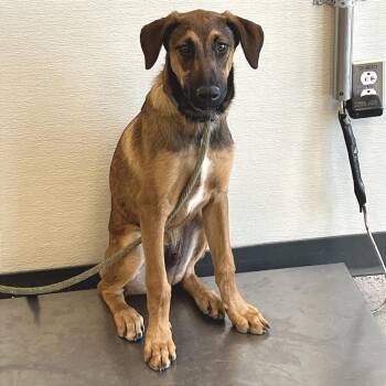 108451 -  Mixed Breed Dog for Adoption in Las Cruces, New Mexico - 108451 | PetCurious