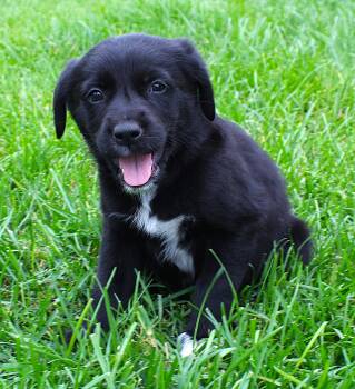 Roz -  Pembroke Welsh Corgi and Border Collie Dog for Adoption in Lisbon, Iowa - Roz | PetCurious